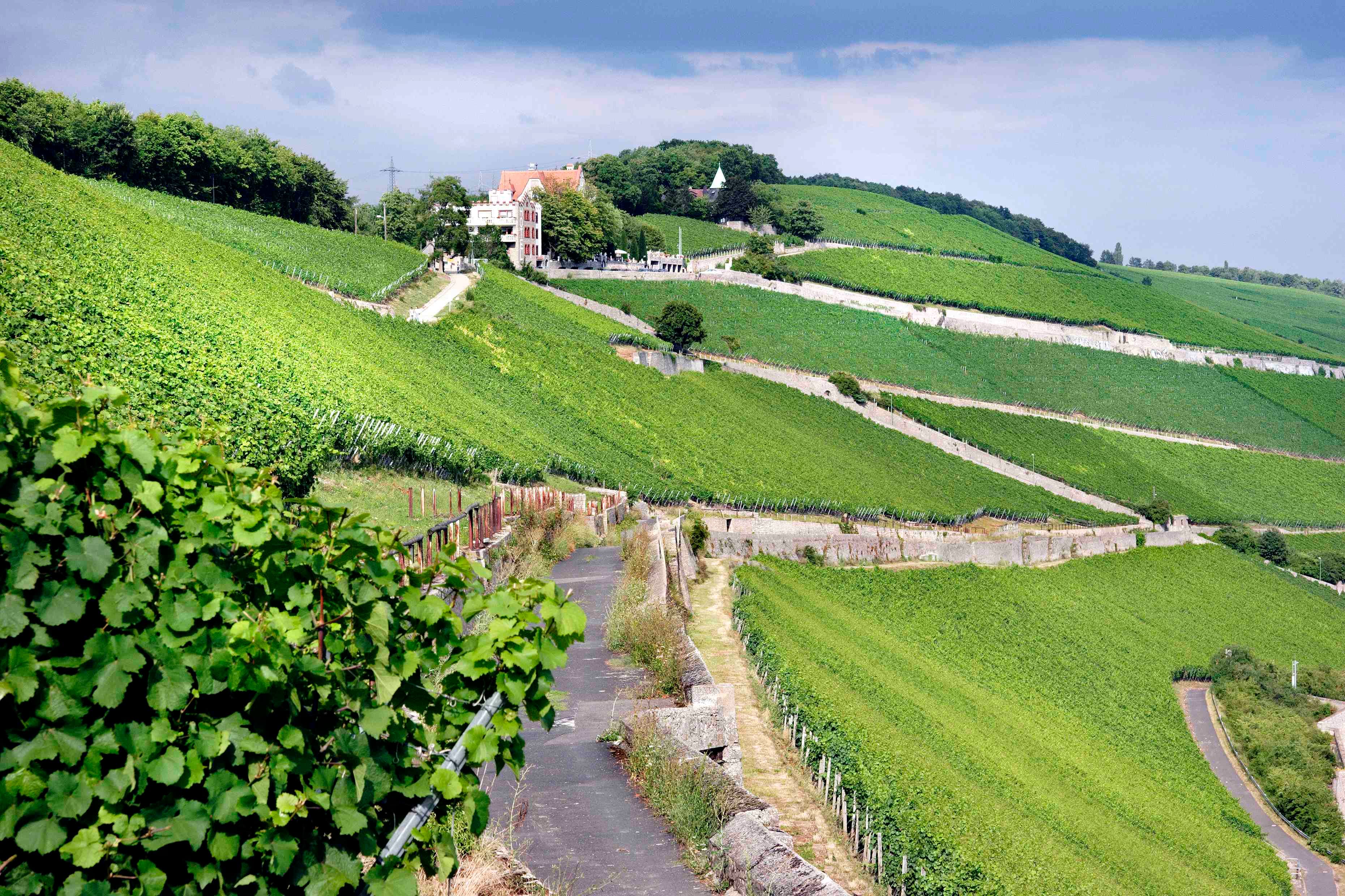 bild på Silvaner – Kejsaren av Franken