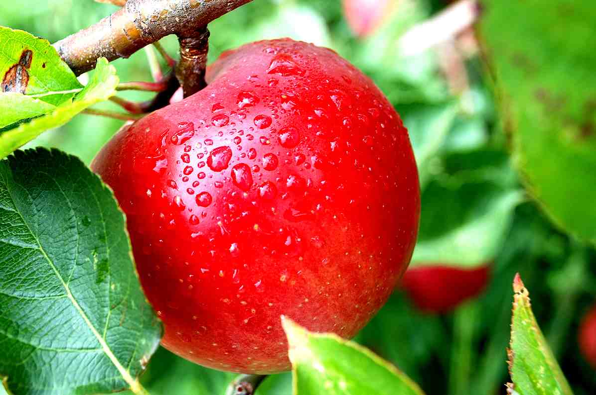 bild på Cider och must – gott i sommar