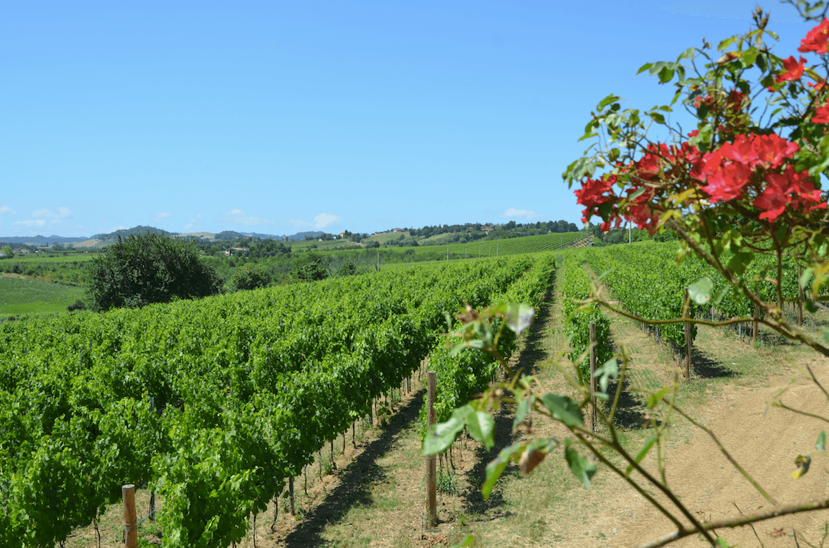 Emilia Romagna vingård, Sangiovese från Predappio