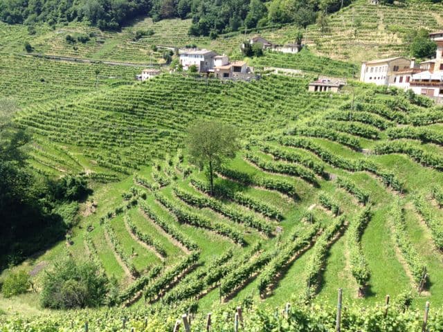 bild på Prosecco – det nya populära bubblet i världen