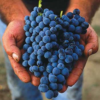 Aglianico