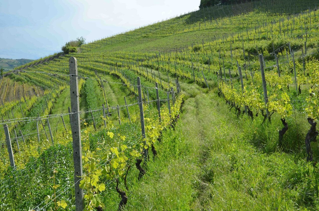 bild på Barbaresco – Hur var det förr? Modern vs tradition.