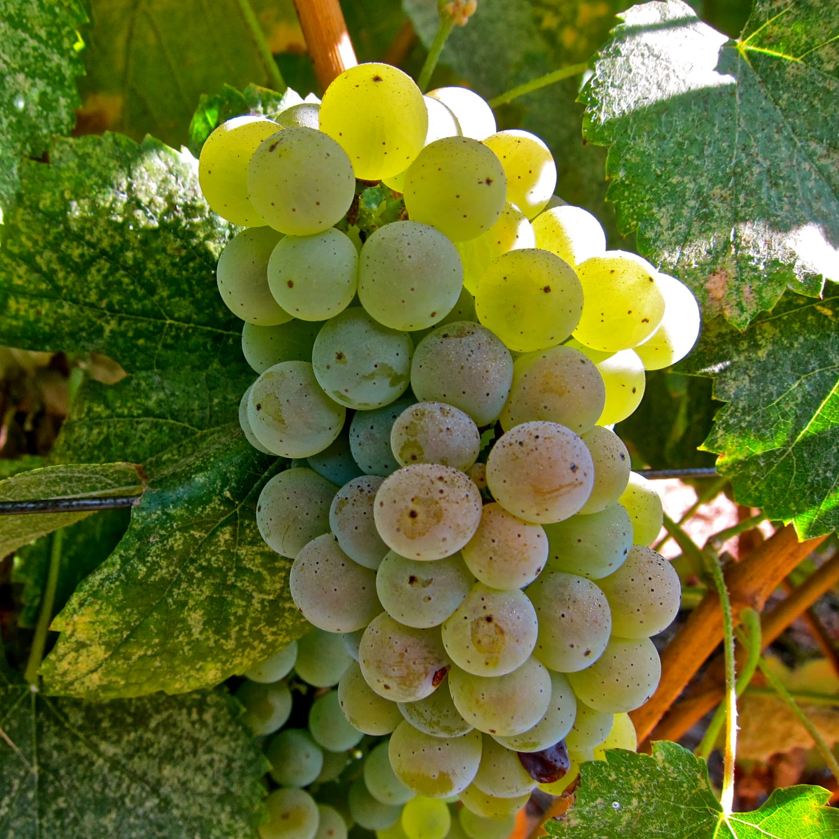 Alvarinho