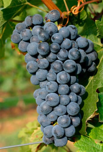 Cabernet sauvignon Druvskola