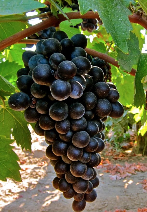 Cinsault