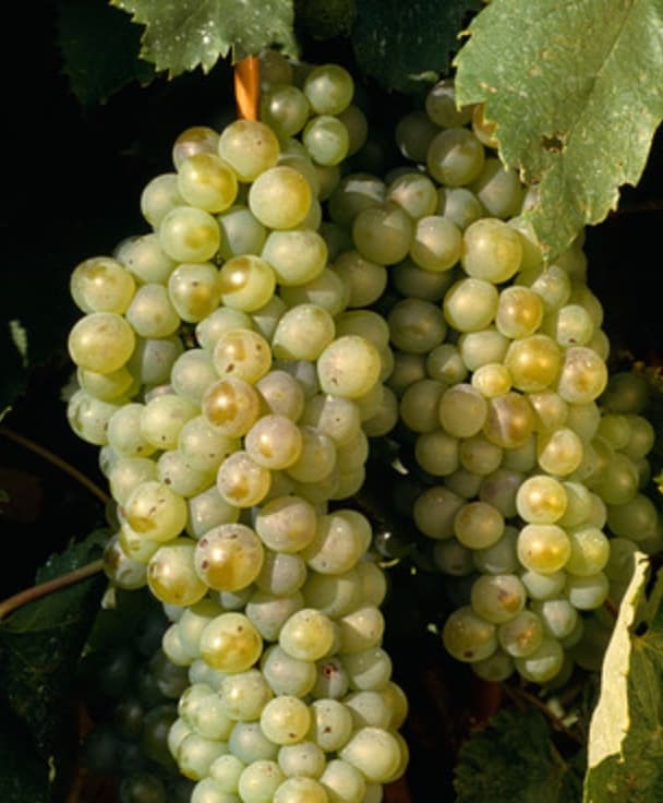 Furmint