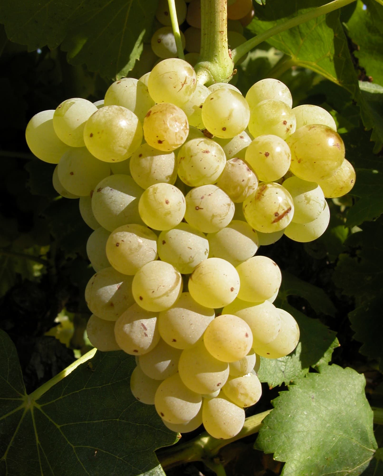 Grenache blanc