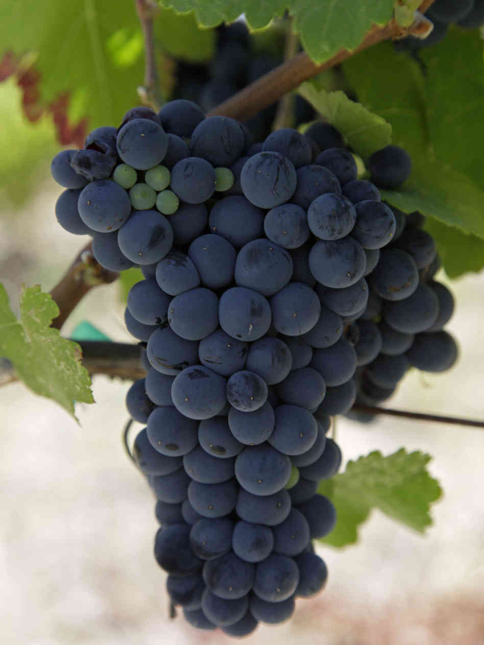bild på Cabernet francs många sidor