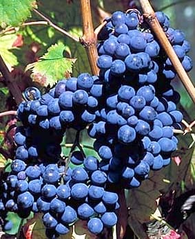 Sangiovese romagna druvor, Sangiovese från Predappio