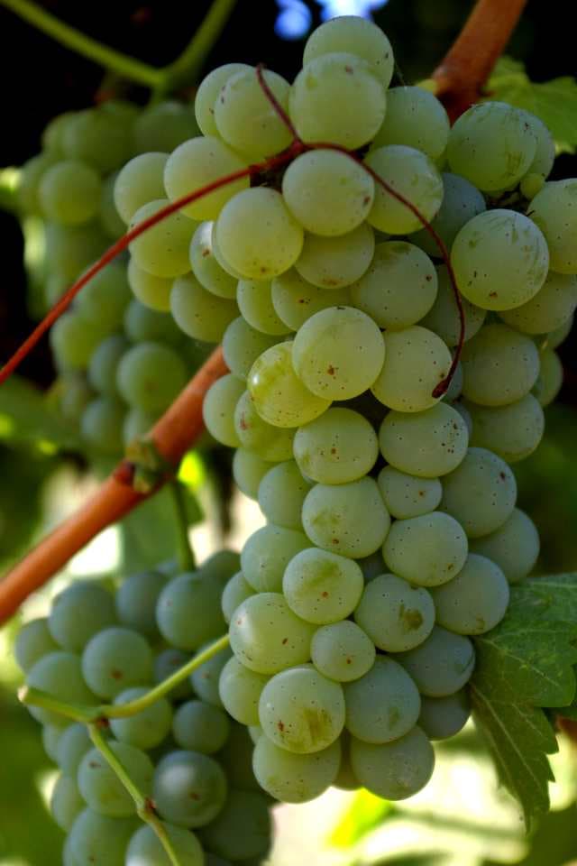 Sauvignon blanc