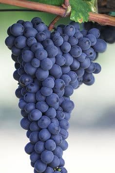 vindruva