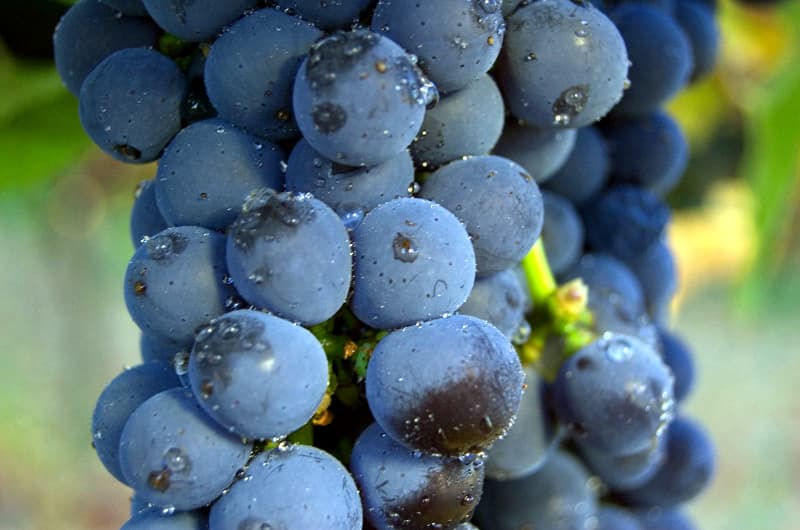bild på Vad hände med Amarone?