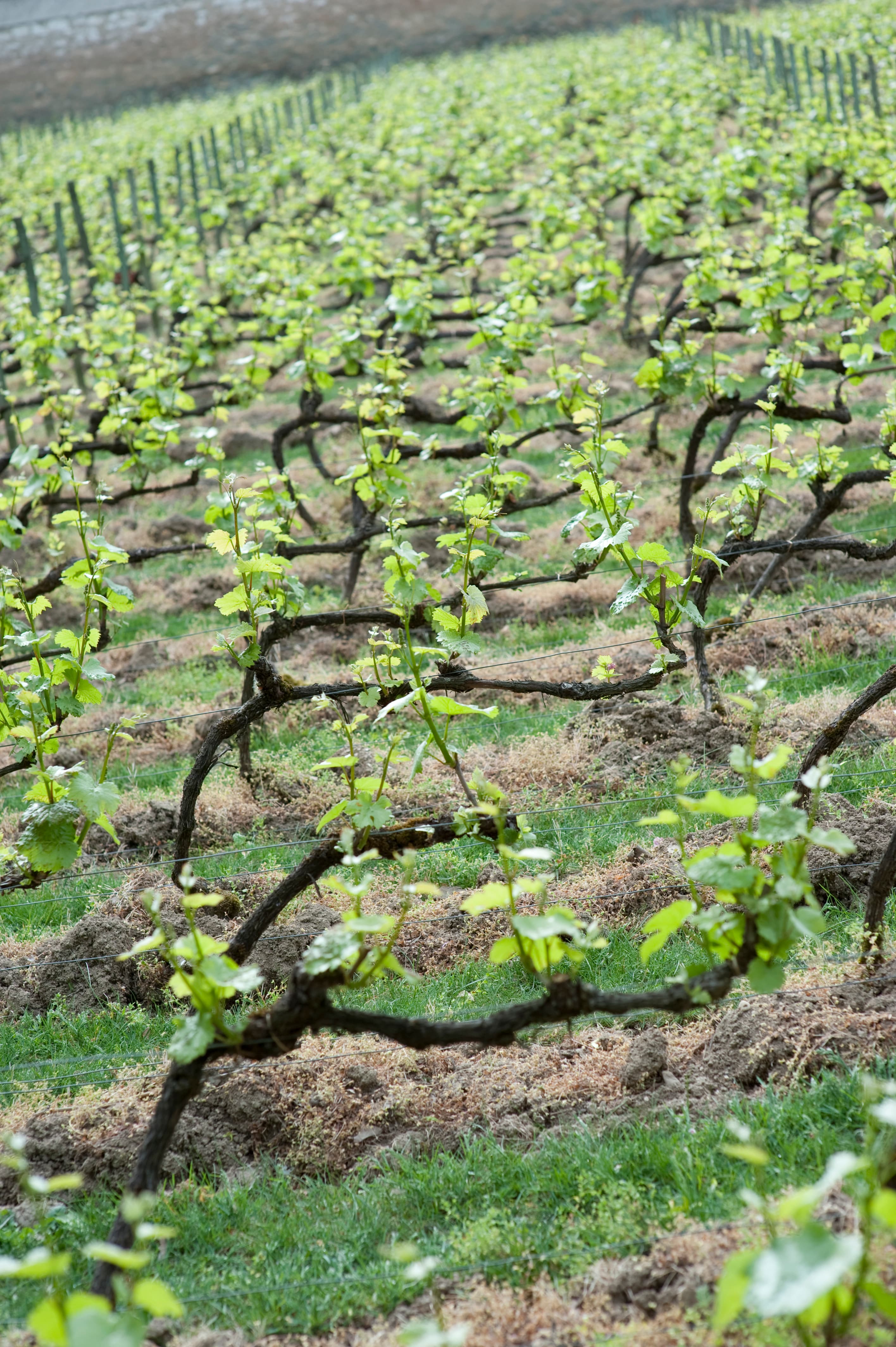 bild på Piemonte – beställ din barbera