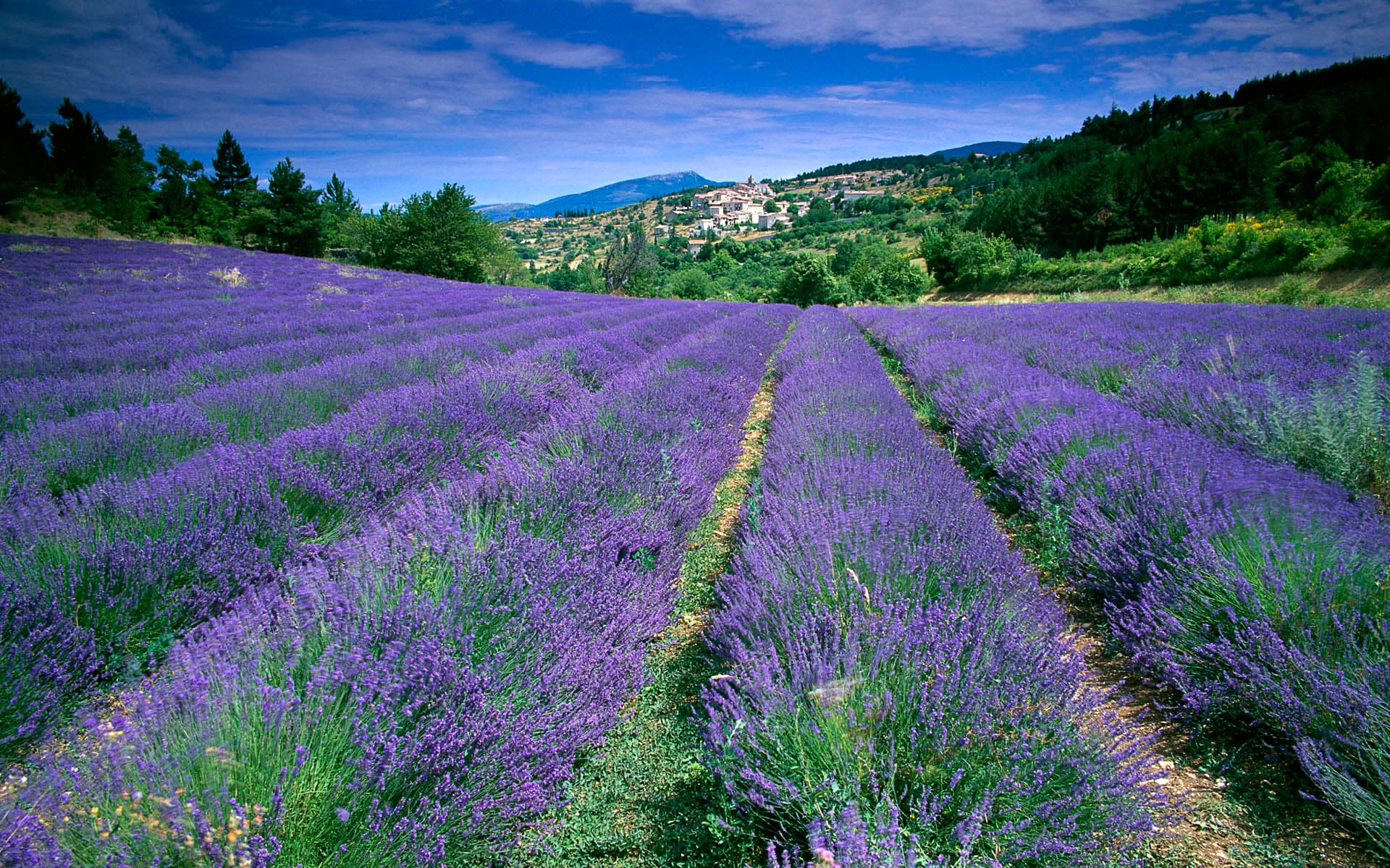 bild på Provence i sommar?