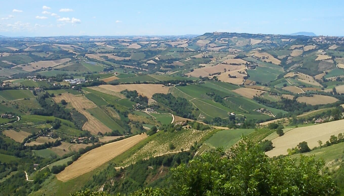 bild på Pecorino – det nya trendiga vinet i Marche i Italien