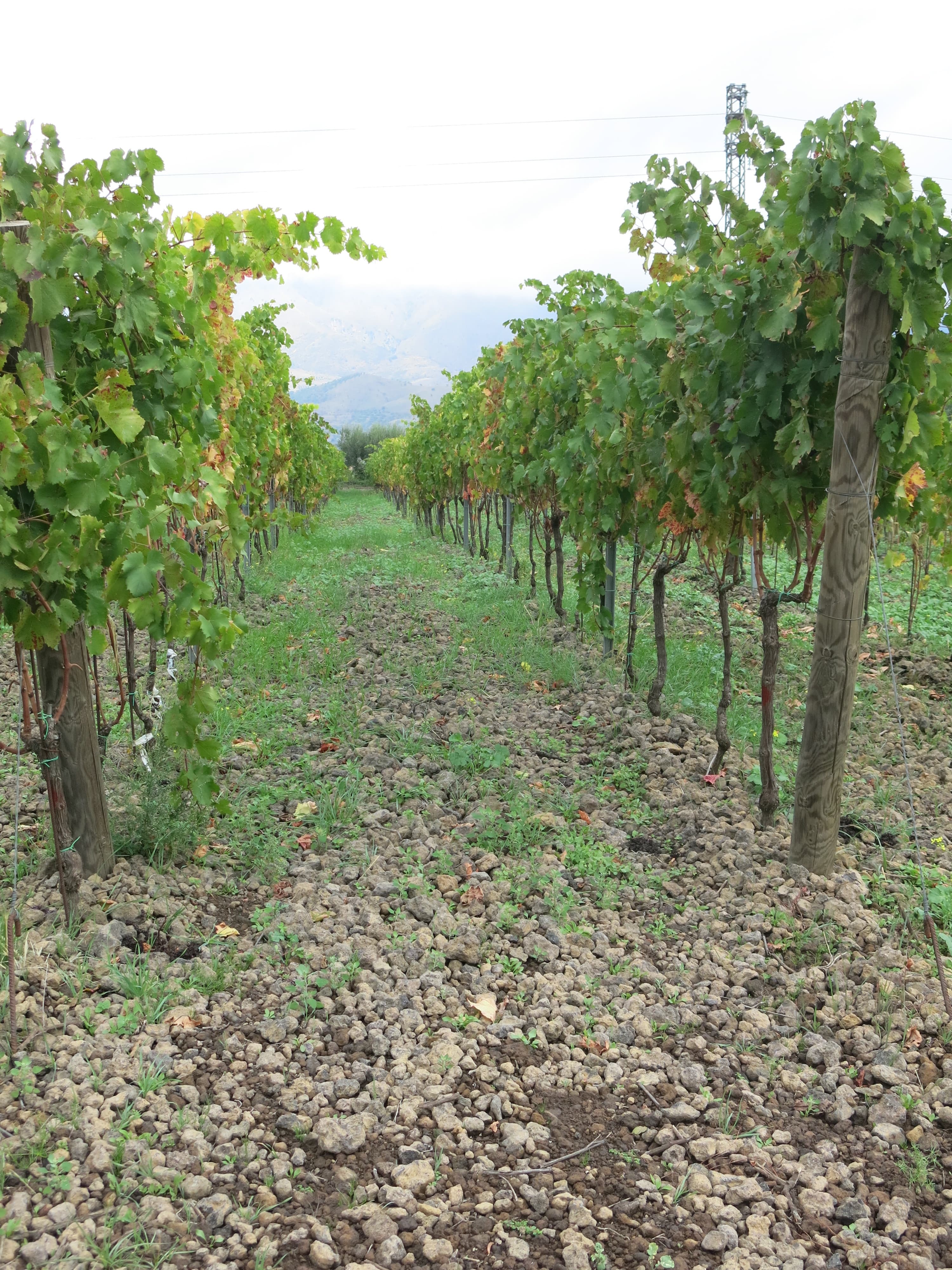 bild på Solig, somrig Soave