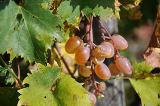 carricante, vindruvor Etna Sicilien