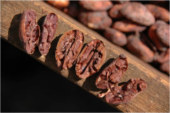 Torkningen och förberedelser för export – Chokladskolan
