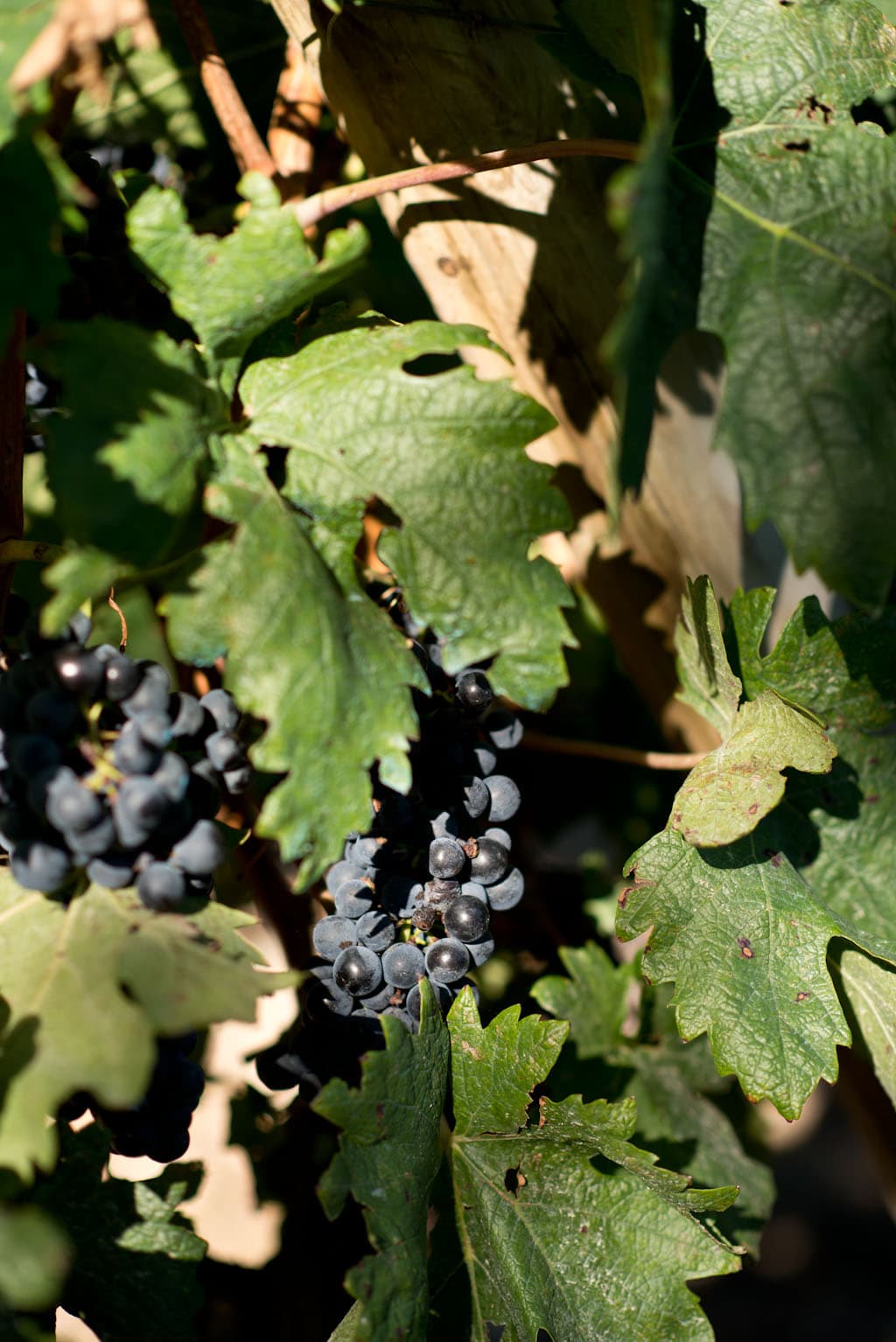 bild på Rioja och vinerna 