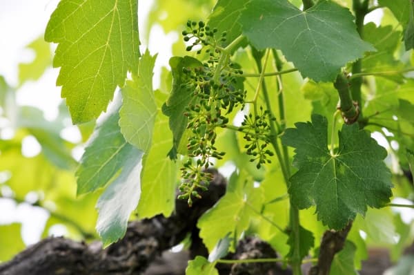 bild på De vita vinerna överraskar med kvalitet i Campania