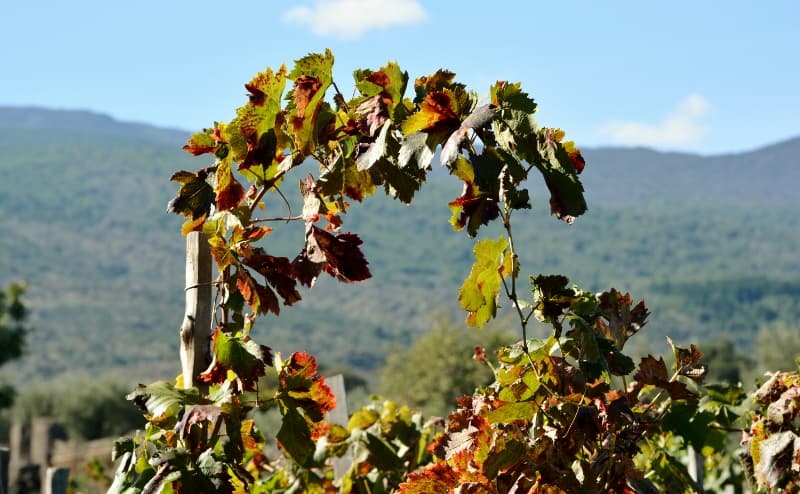 Etna, vinstock