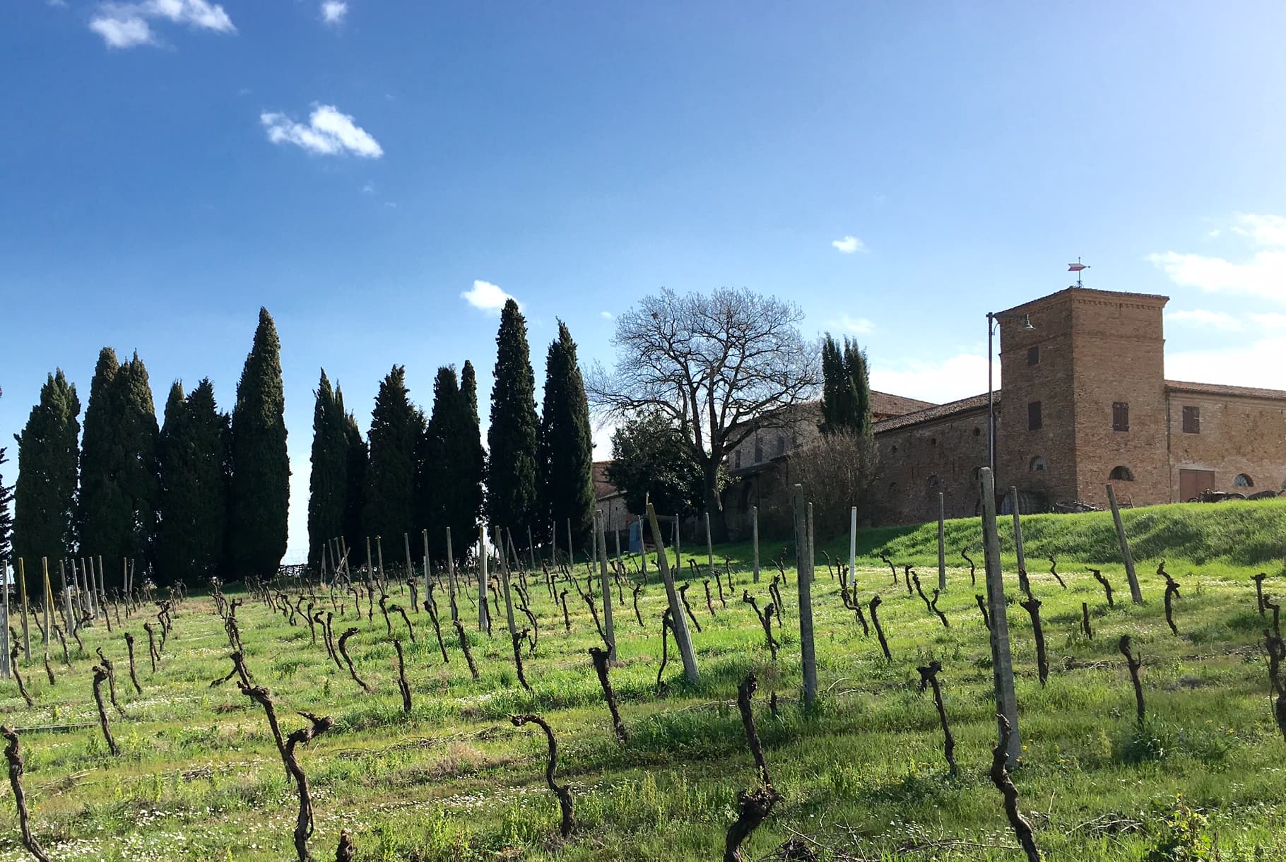 bild på Sangiovese Romagna – de glömda vinerna.