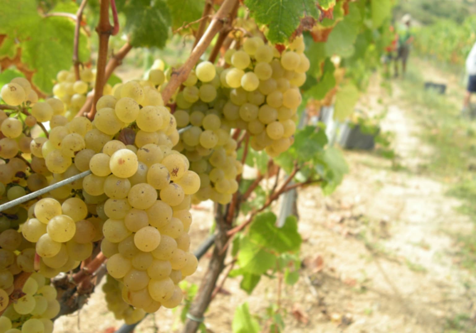 druvklase chardonnay