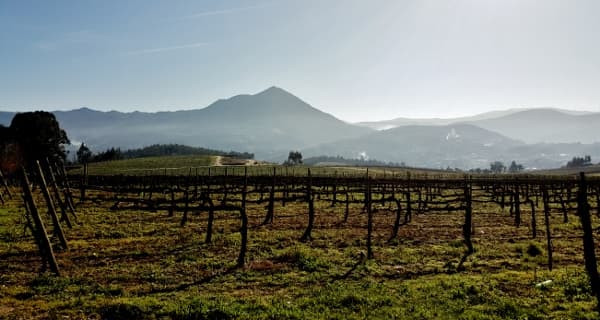 vingård Vinho Verde