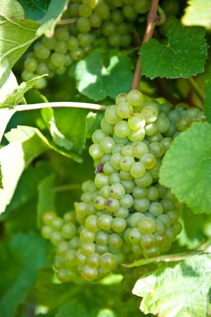 Mousserande riesling – en sekt, Tyskland och sekt