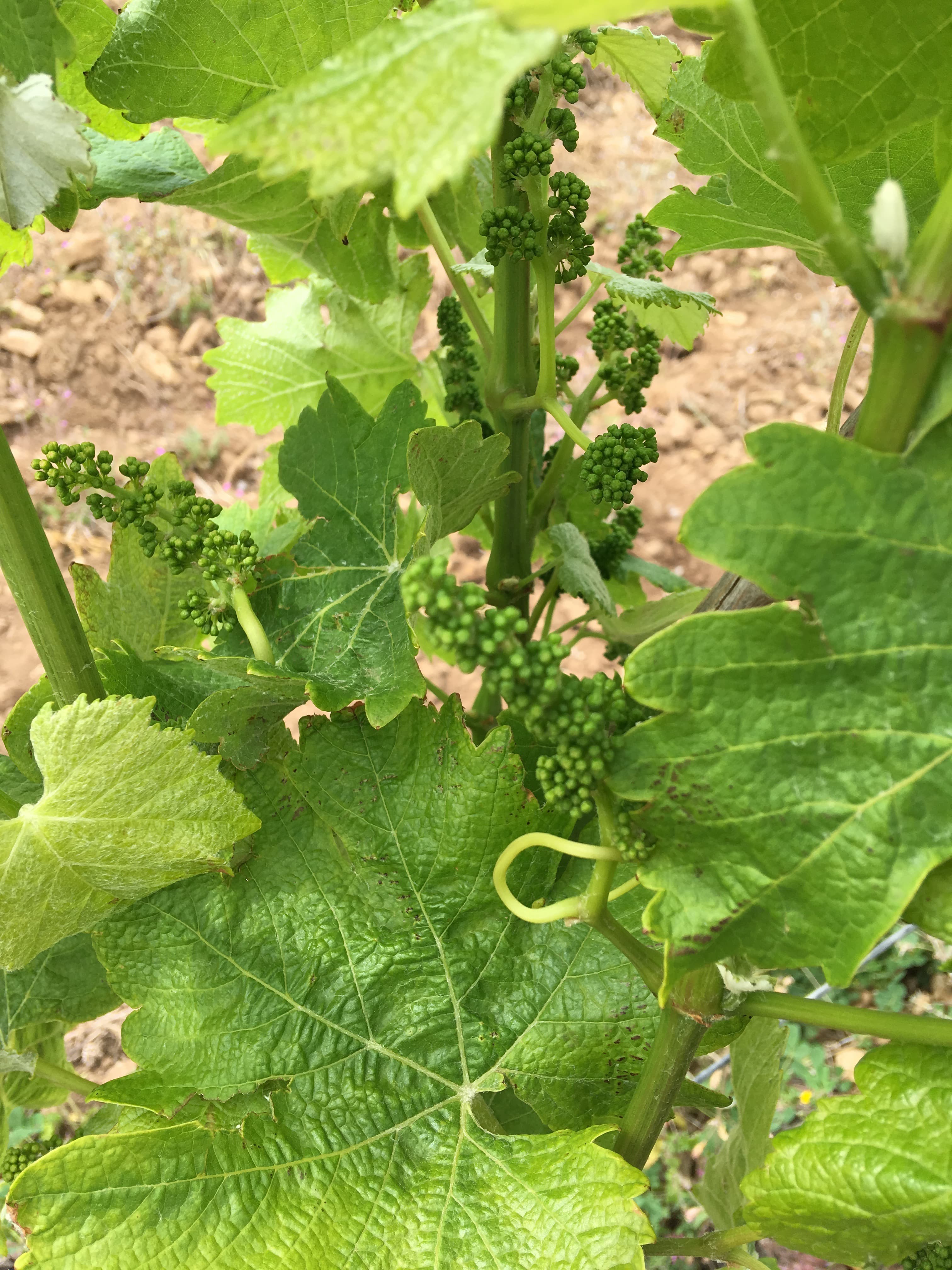 öar, vulcanic wines, vukaniska viner, Anette Rosvall, Johan Szabo