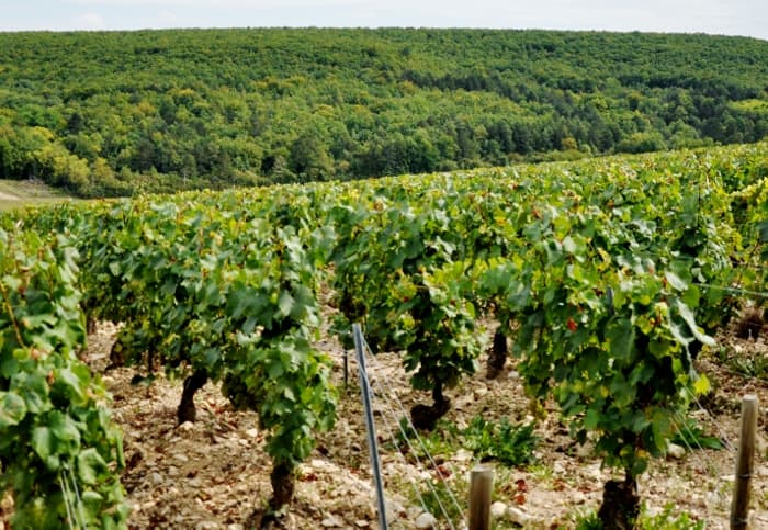 Vingård Bourgogne
