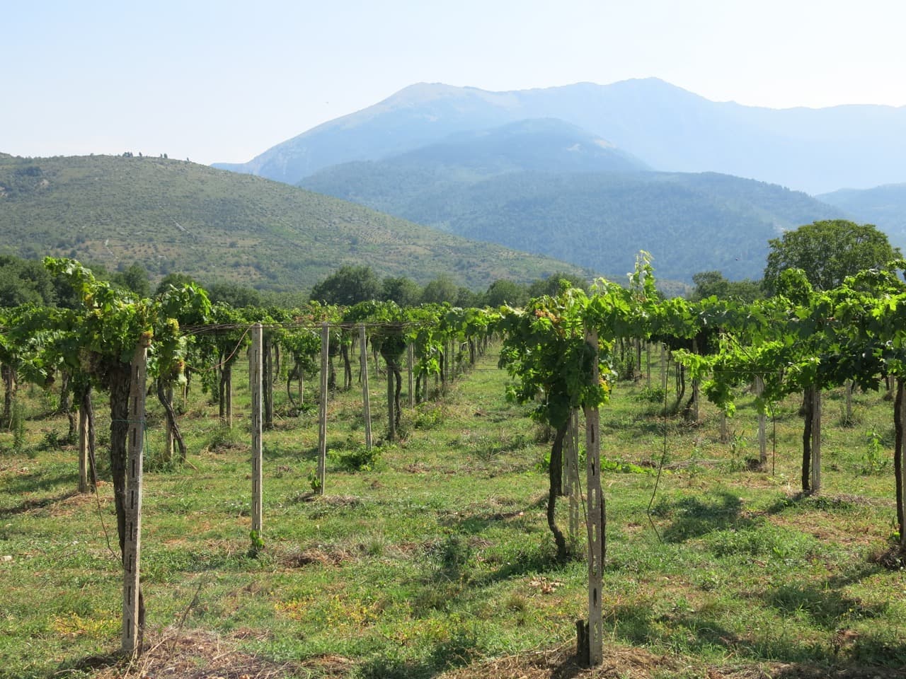 bild på Abruzzo – vargar, vackra vyer och vin