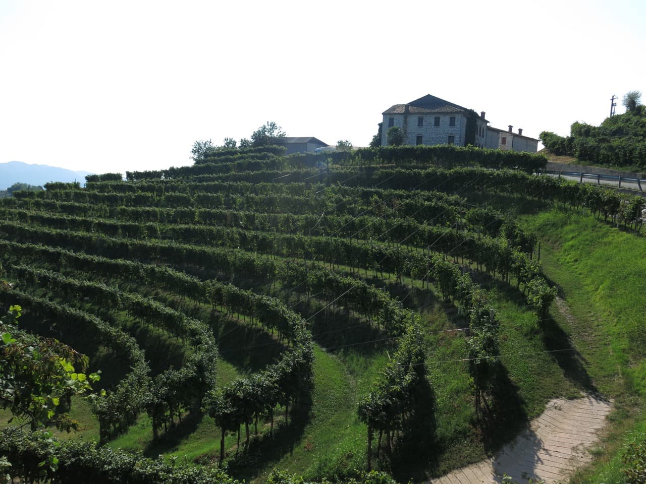 bild på Prosecco – ärligt och härligt