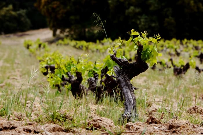 Gamla vinstockar