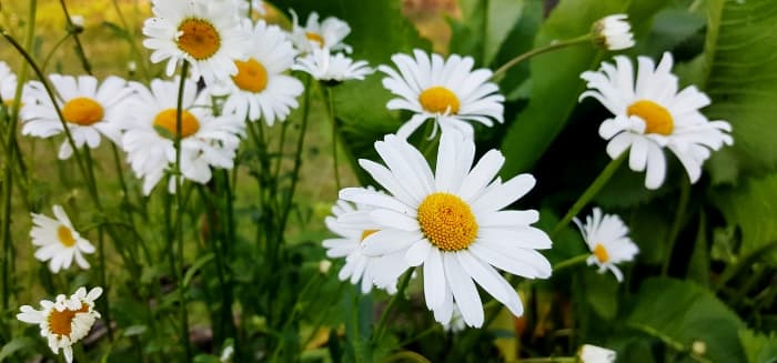 midsommarblomster