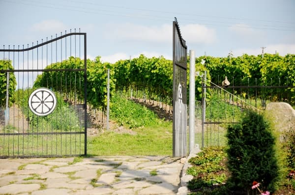 du vinbeväxta nord