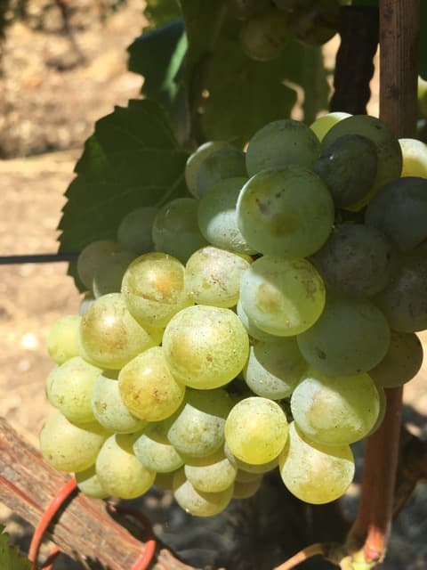bild på Greco, fiano och falanghina – Italiens vita guld
