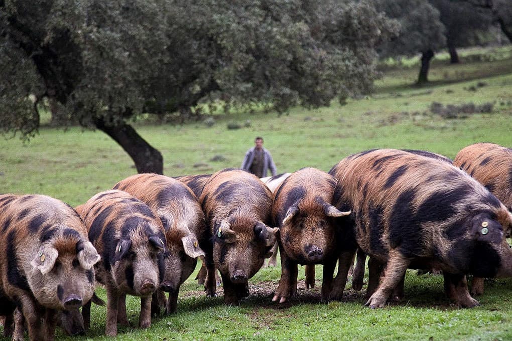 bild på Ibericogris och cruceta secreto Iberico