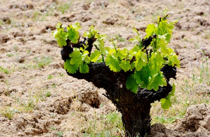 vinstock vine