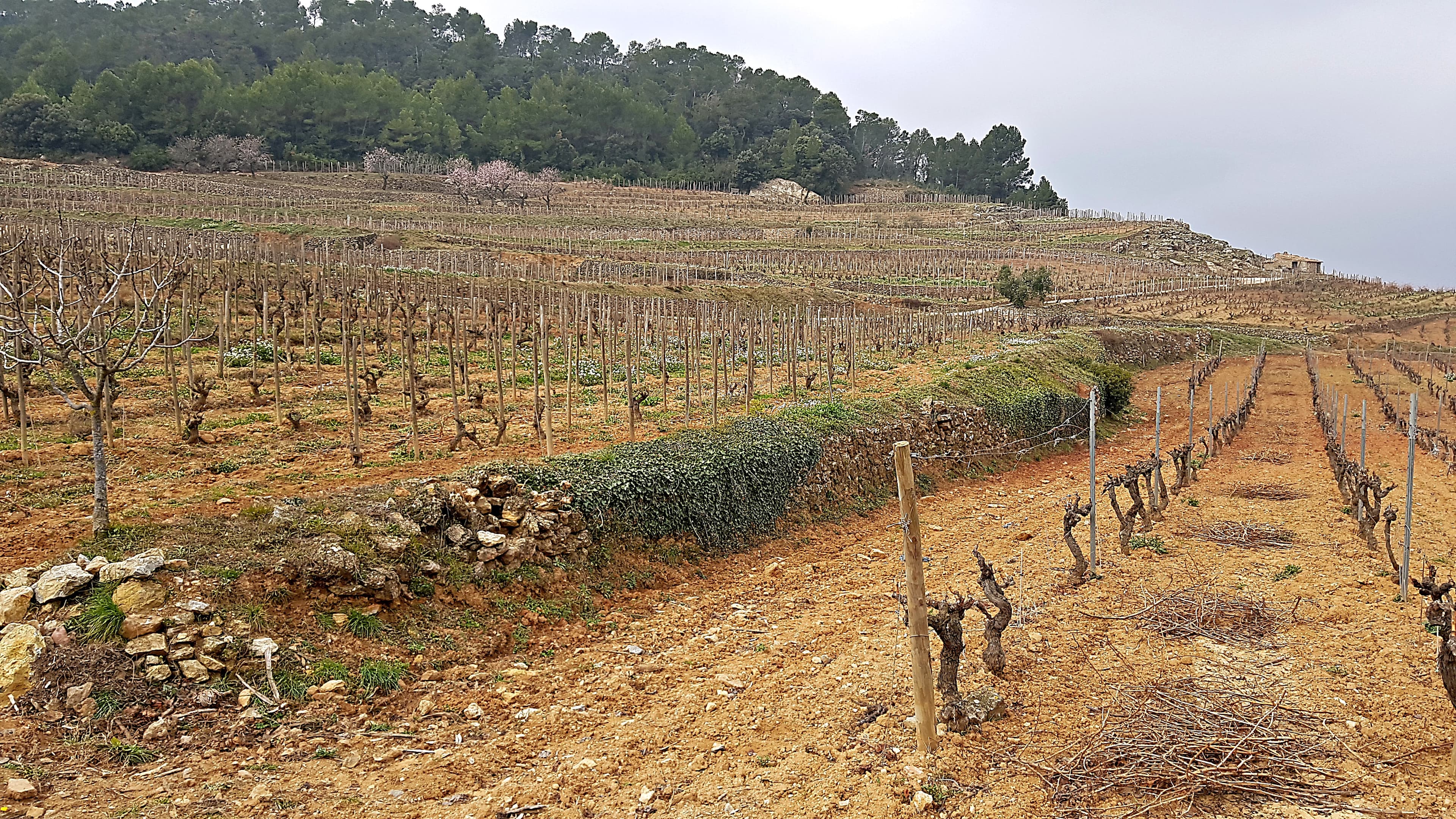 bild på Tarragona, DO Montsant & Conca de Barberà