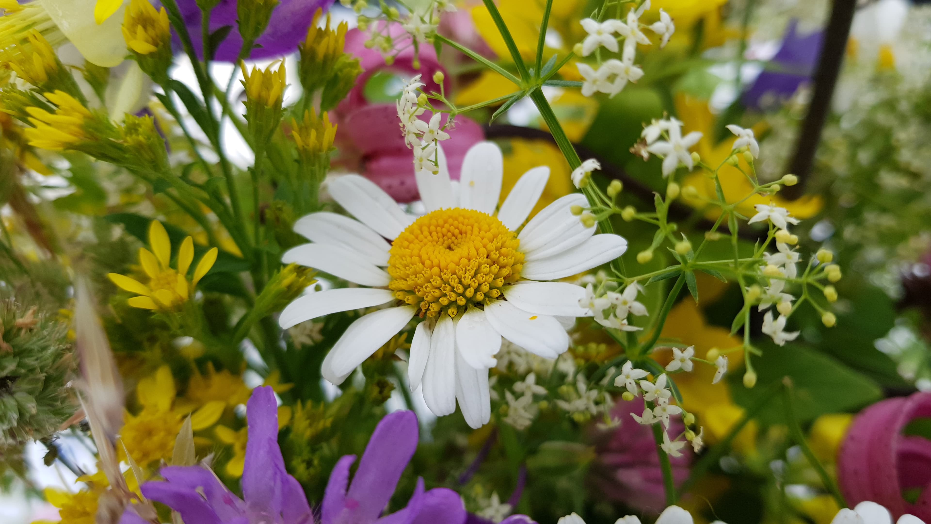 bild på Midsommarafton är all, Midsommardagen är kommen
