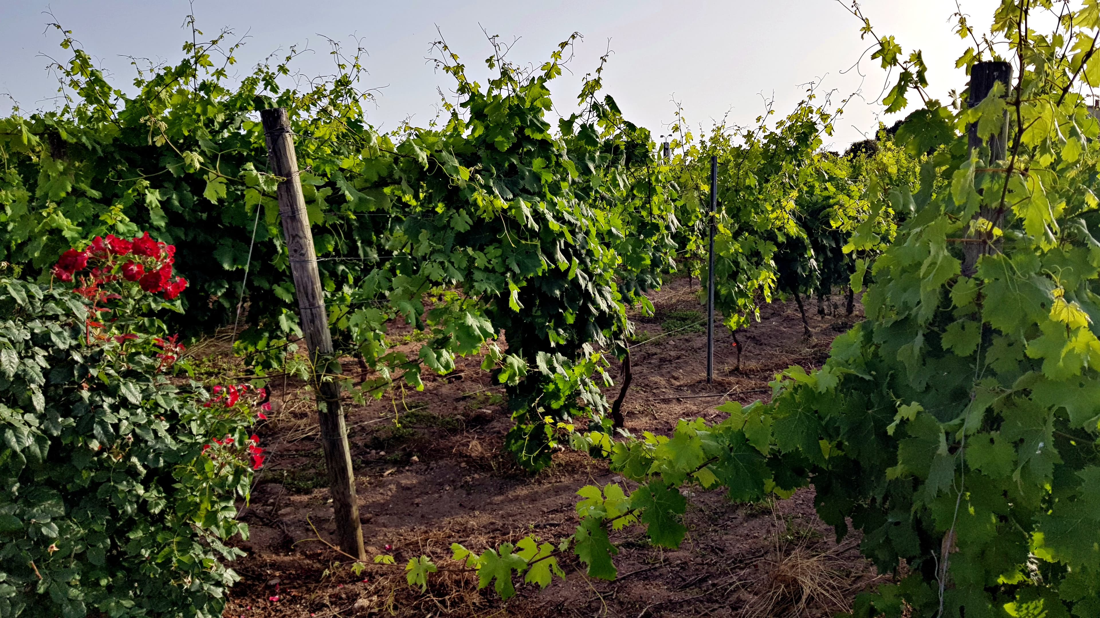 Vermentino di Gallura