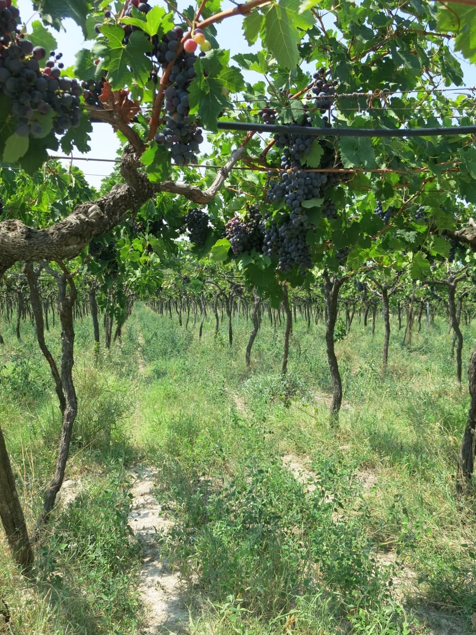 vermentino