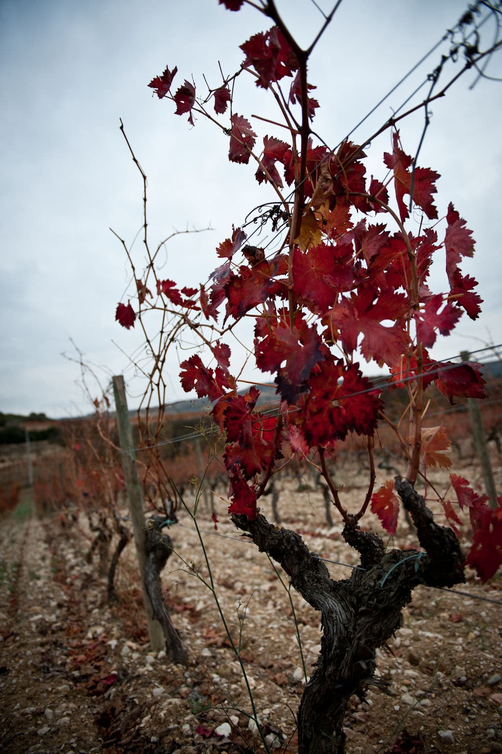 bild på Ribera del Duero – ruskigt gott i vinter