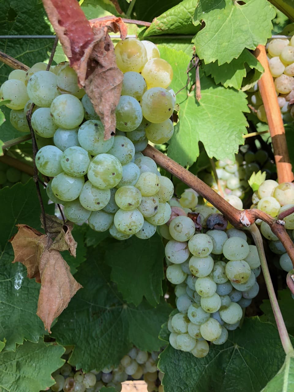 bild på Grüner veltliner och sportlov