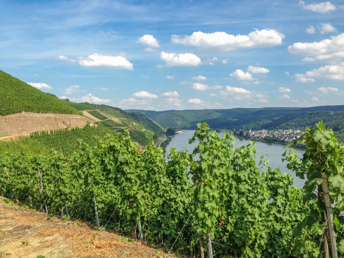 bild på Underbara riesling
