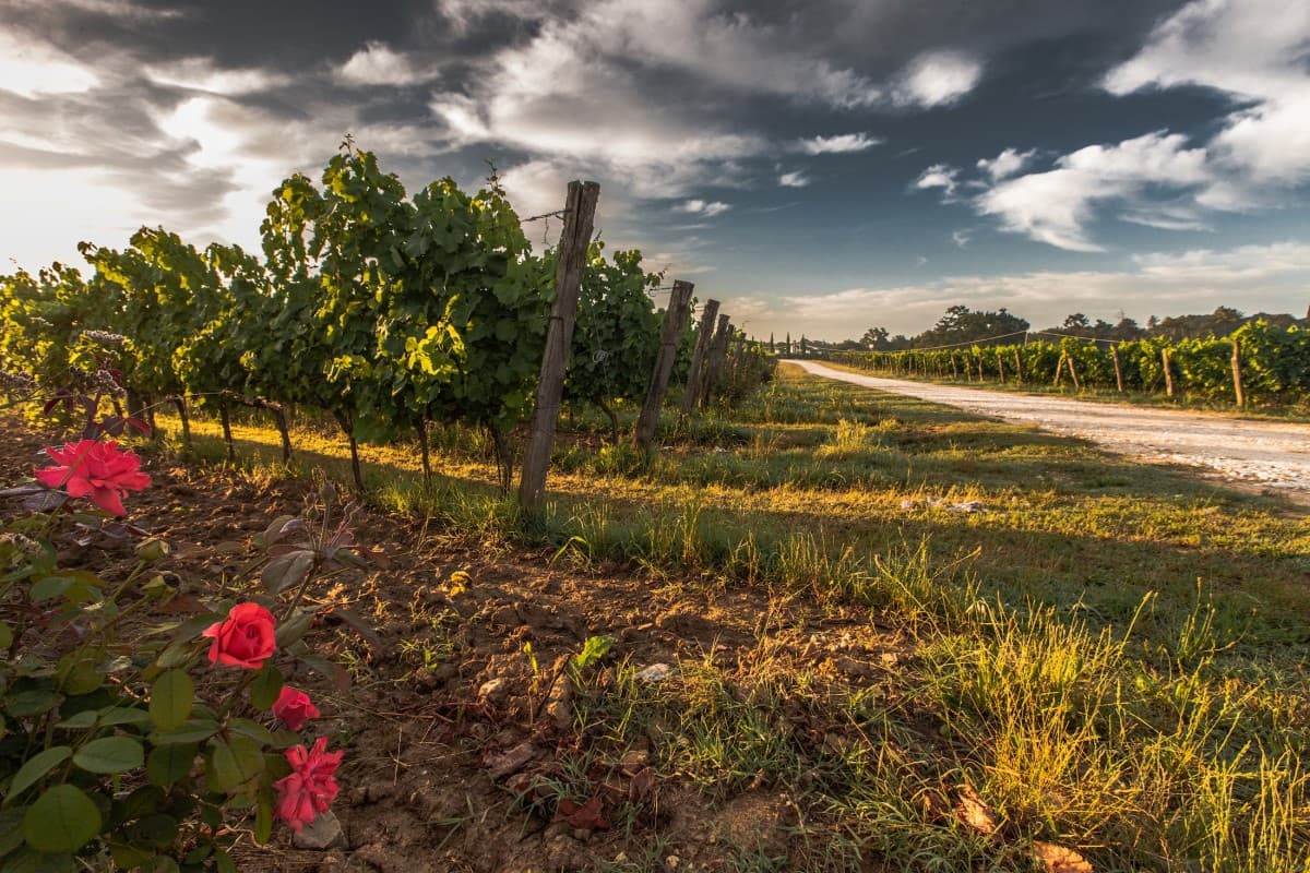 Trebbiano - druvan med många kloner Sangiovese- Jupiters blod