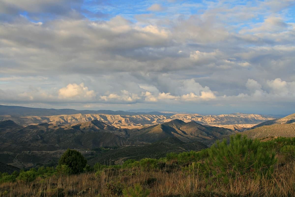 garnacha