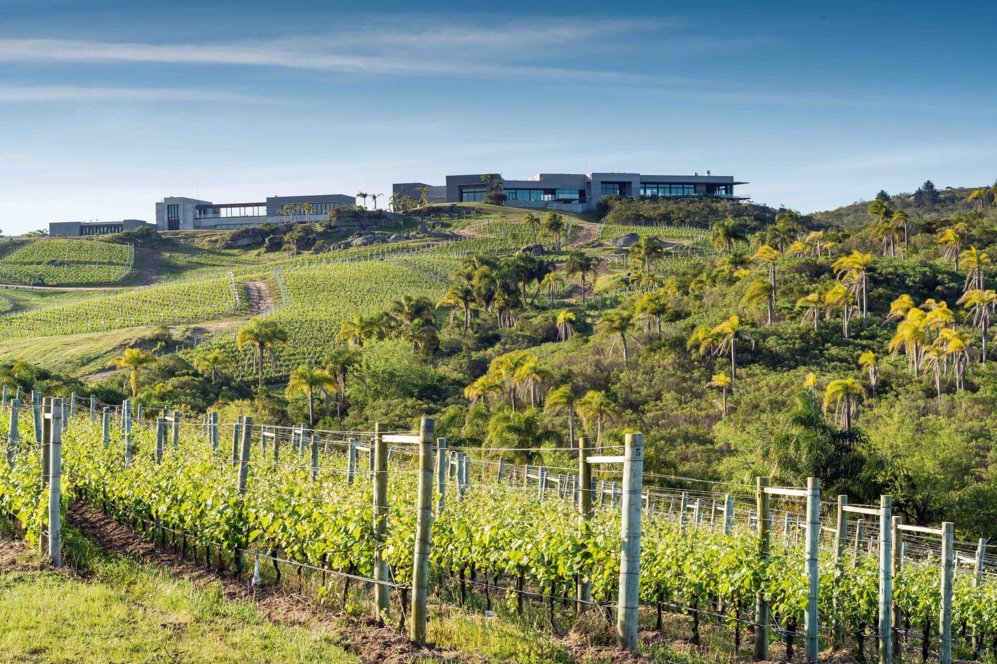 Bodegas Garzón vill sätta Uruguay på vinkartan