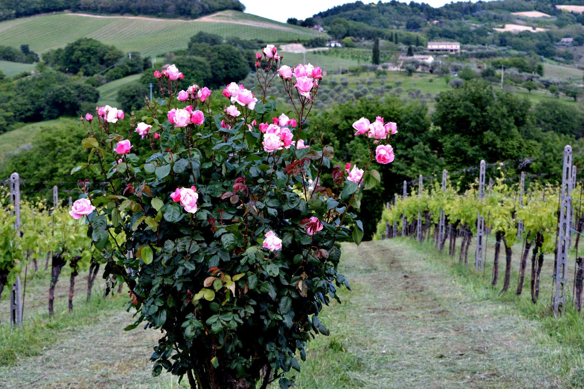 Marche